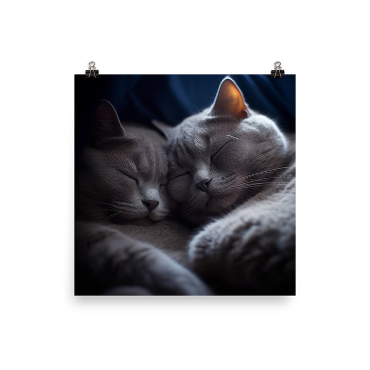 British Shorthair Cat Photo paper poster - PosterfyAI.com