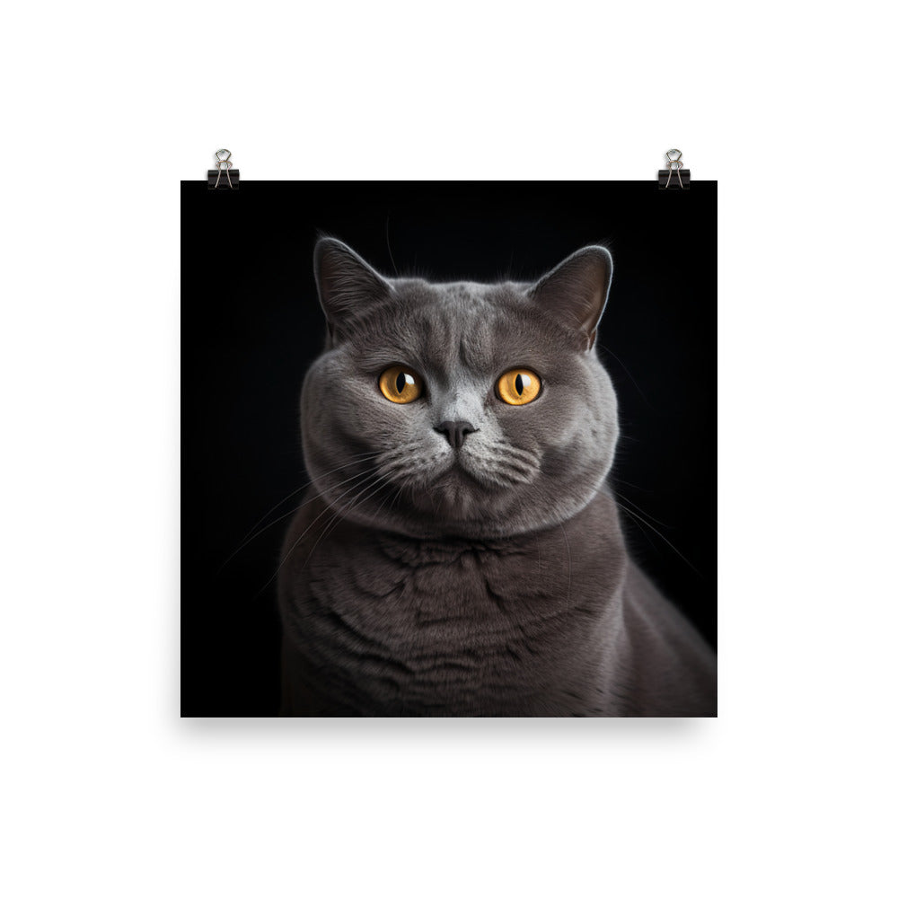 British Shorthair Cat in Portraits Photo paper poster - PosterfyAI.com
