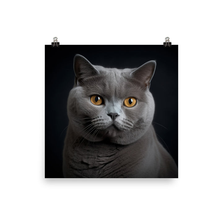 British Shorthair Cat in Portraits Photo paper poster - PosterfyAI.com