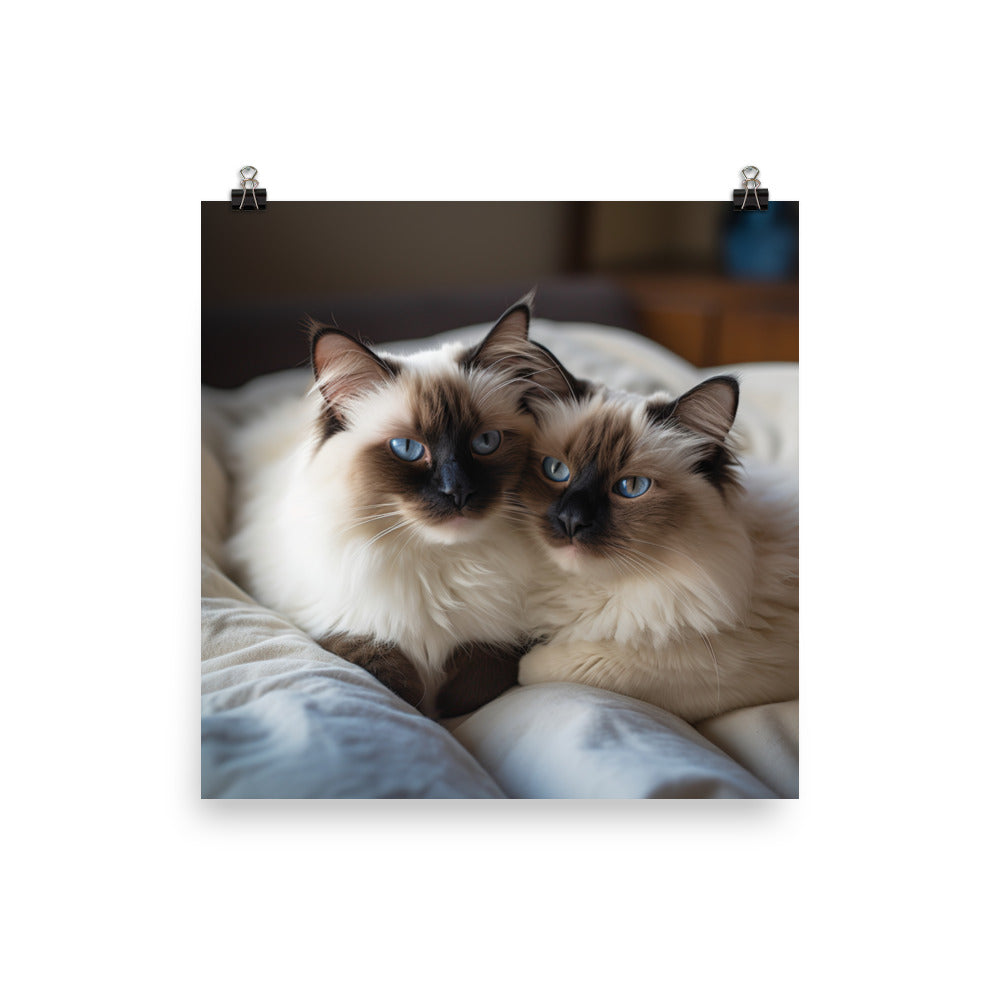 Ragdoll Companions Photo paper poster - PosterfyAI.com