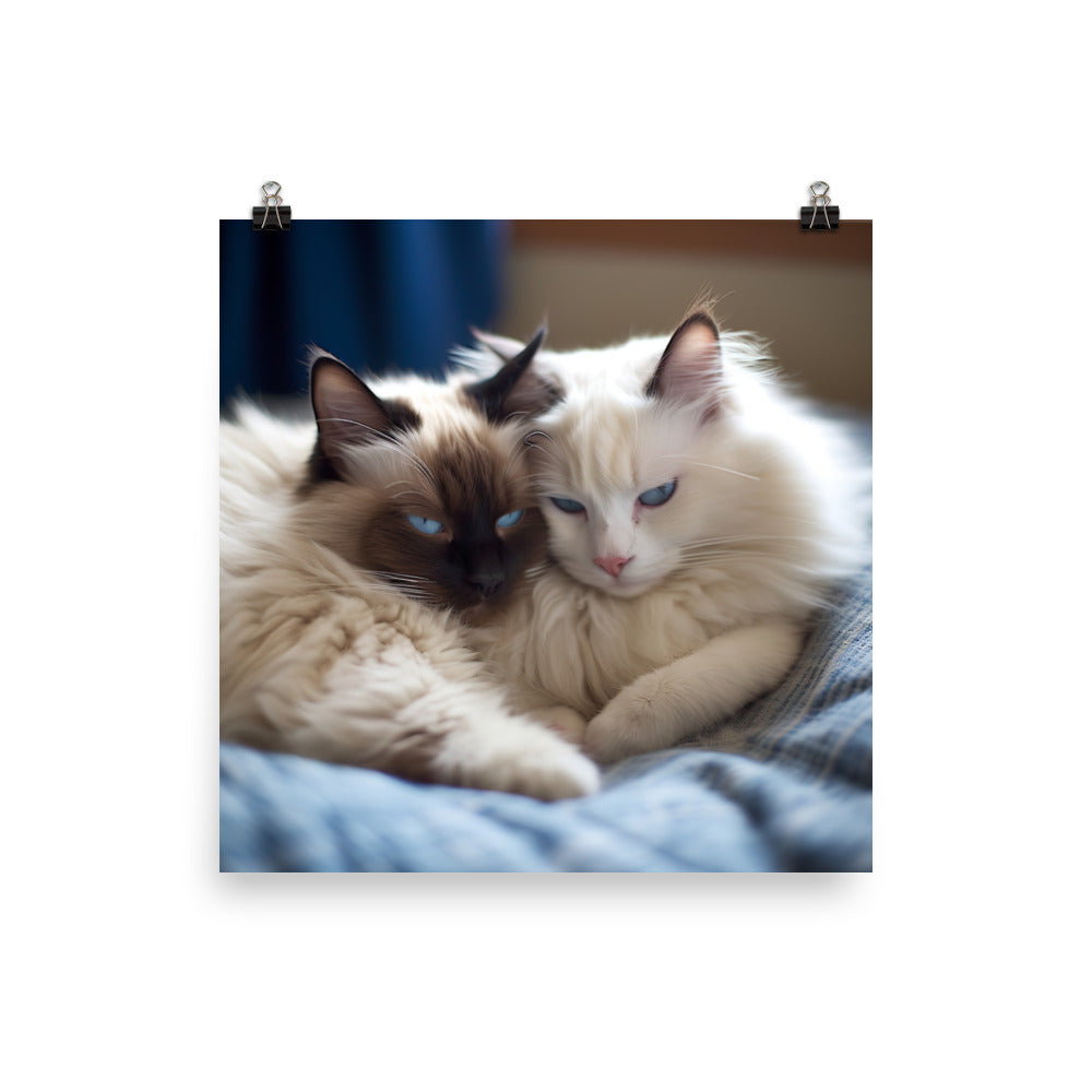 Ragdoll Companions Photo paper poster - PosterfyAI.com