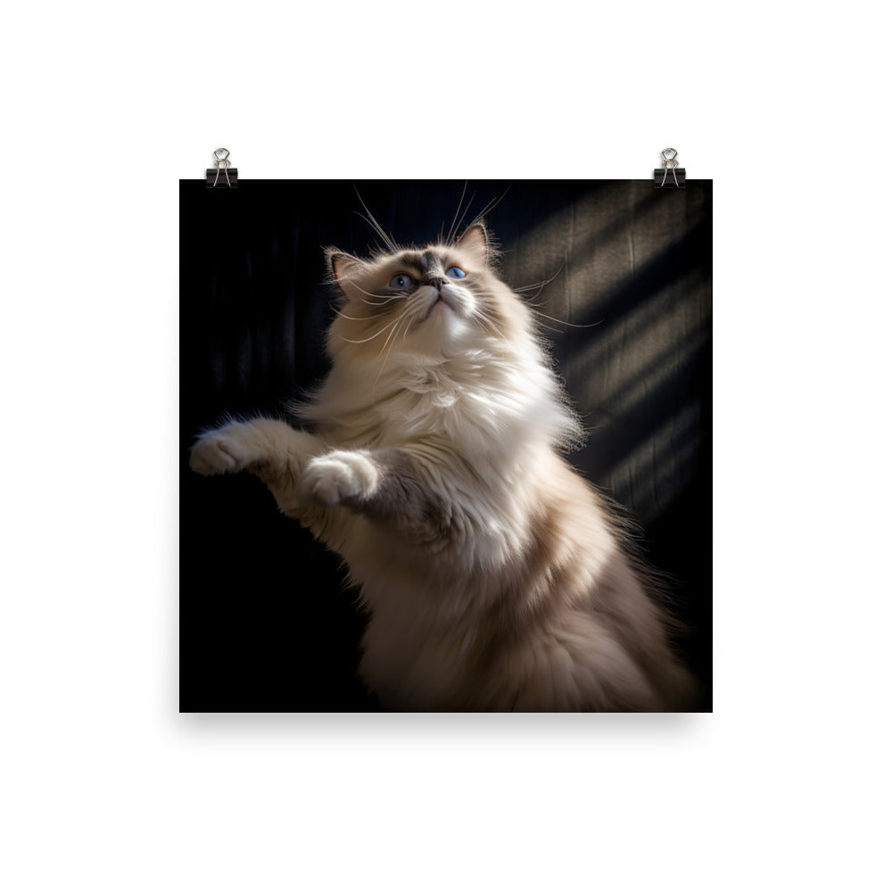 Ragdoll Cat in Motion Photo paper poster - PosterfyAI.com