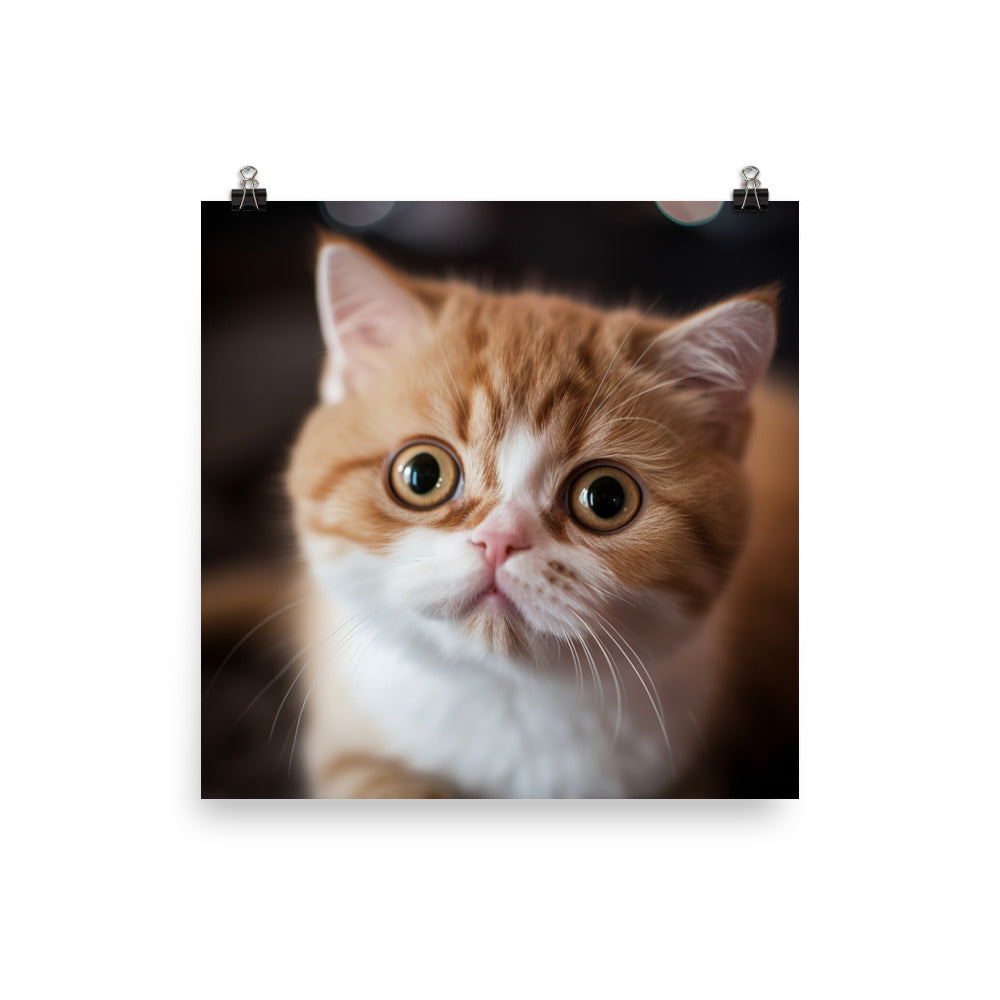Exotic Shorthair Kitten Photo paper poster - PosterfyAI.com