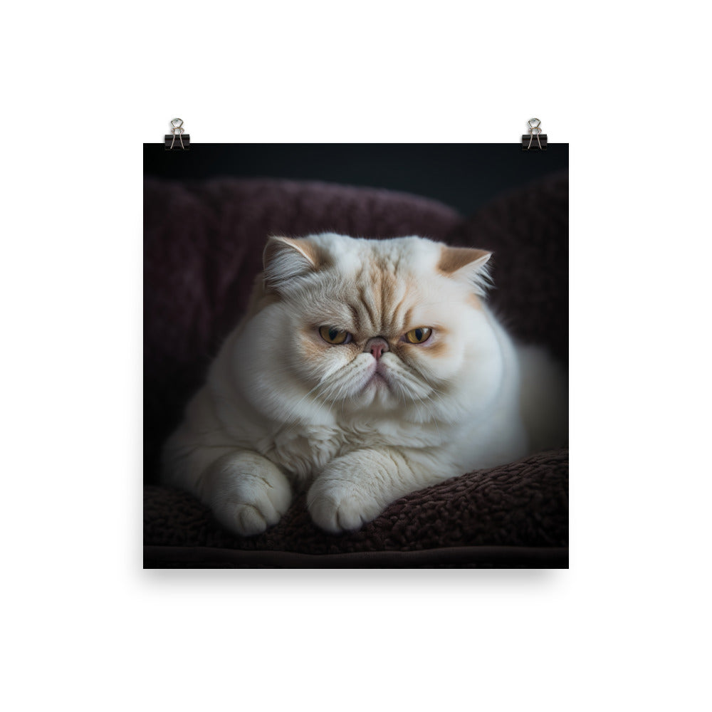 Elegance of Exotic Shorthair Cat Photo paper poster - PosterfyAI.com