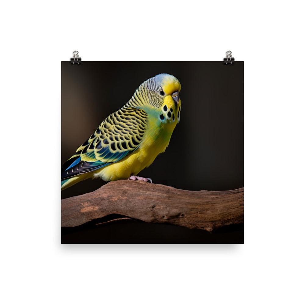Cheerful Budgie on a Perch Photo paper poster - PosterfyAI.com