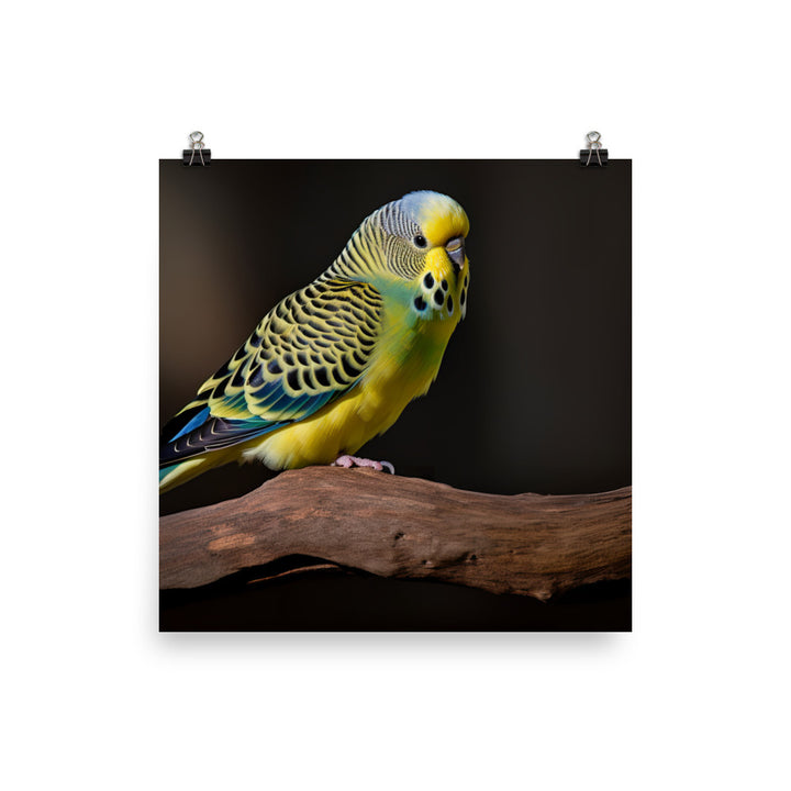Cheerful Budgie on a Perch Photo paper poster - PosterfyAI.com
