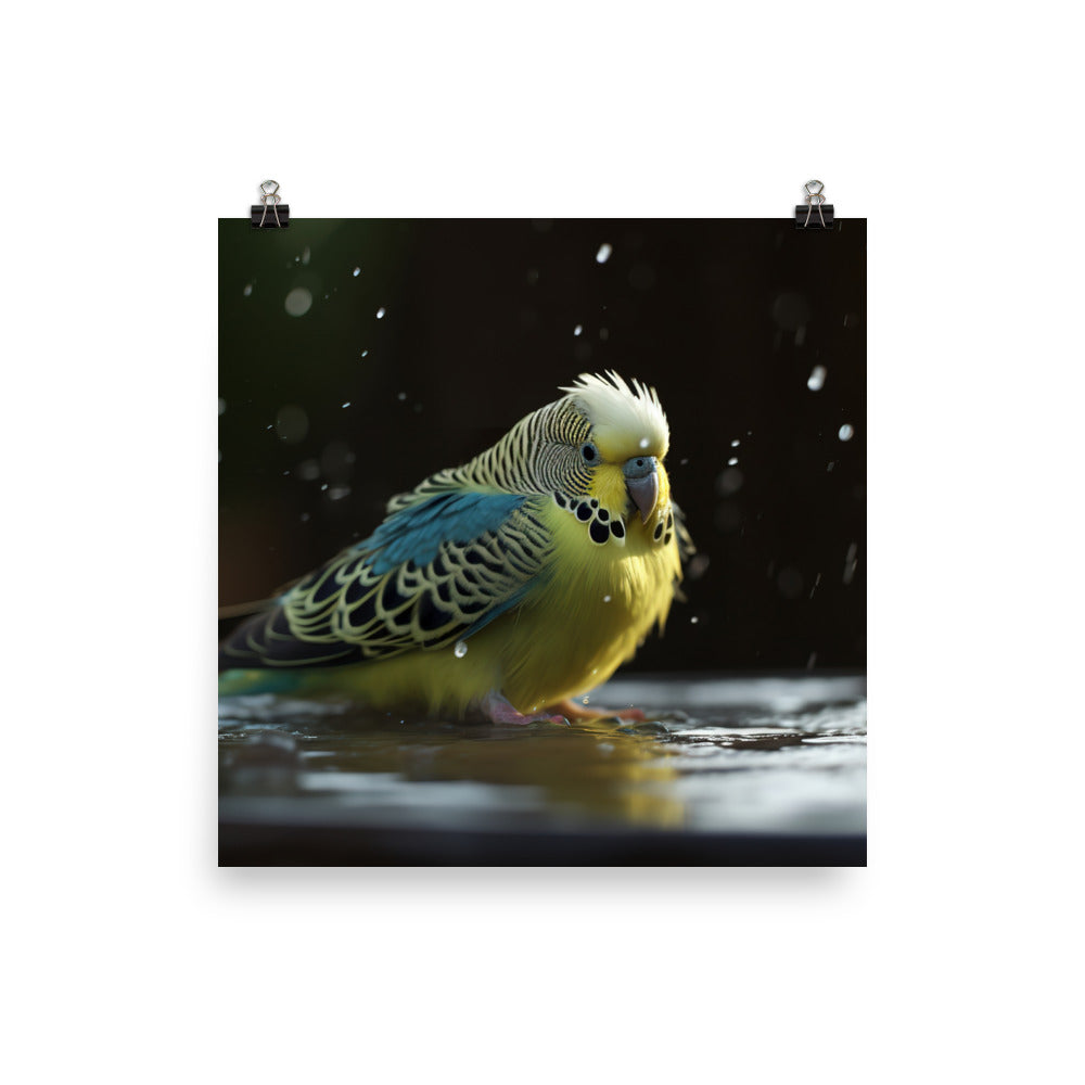 Budgie Taking a Bath Photo paper poster - PosterfyAI.com