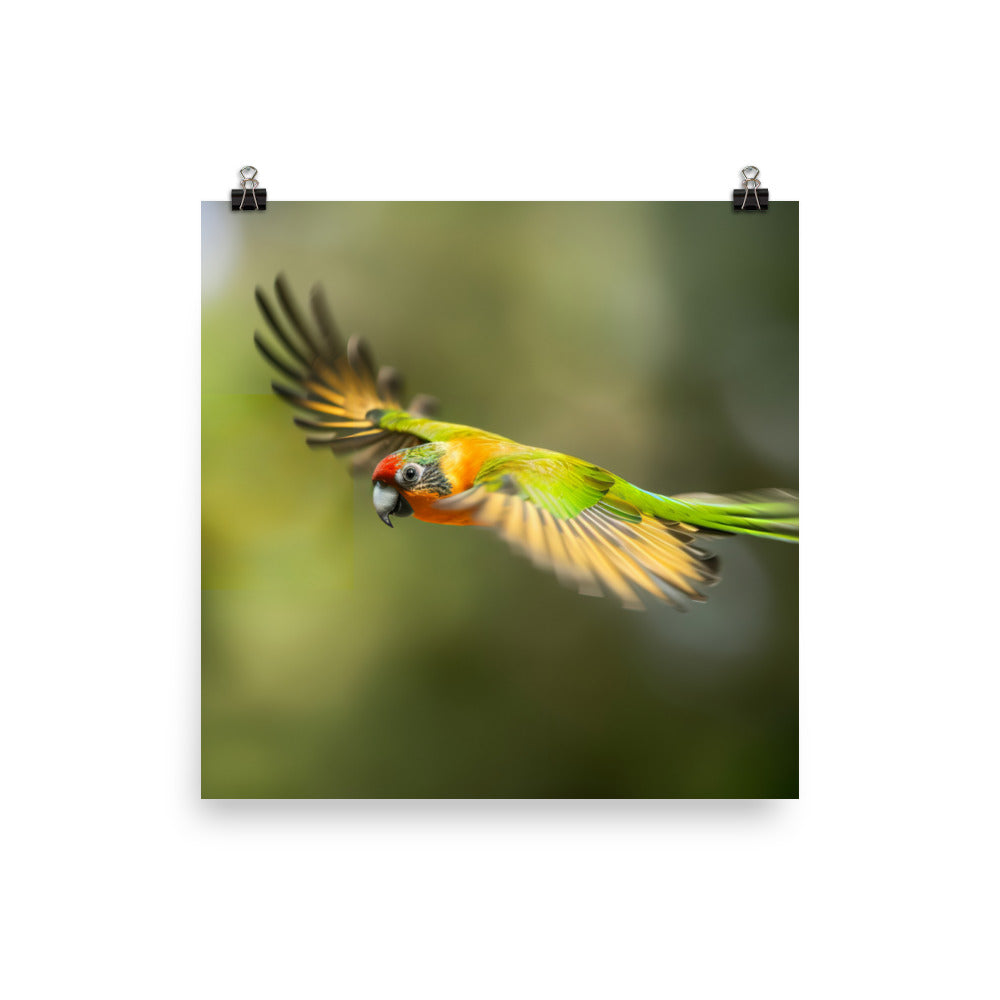 A Conure in mid flight Photo paper poster - PosterfyAI.com