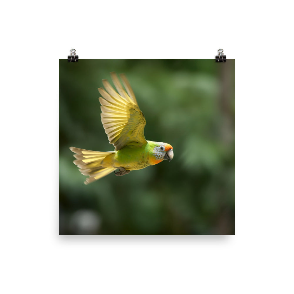 A Conure in mid flight Photo paper poster - PosterfyAI.com