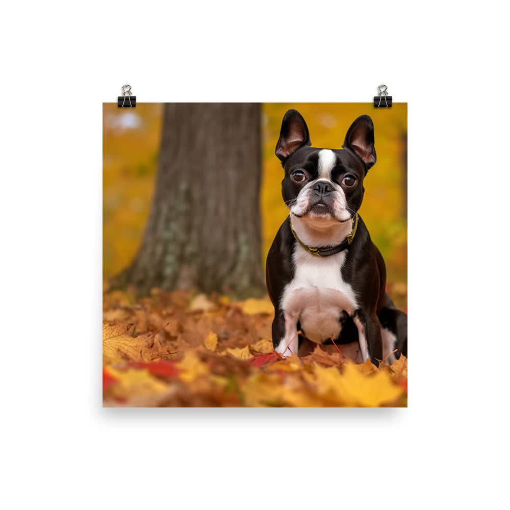 Boston Terrier with Fall Colors Photo paper poster - PosterfyAI.com