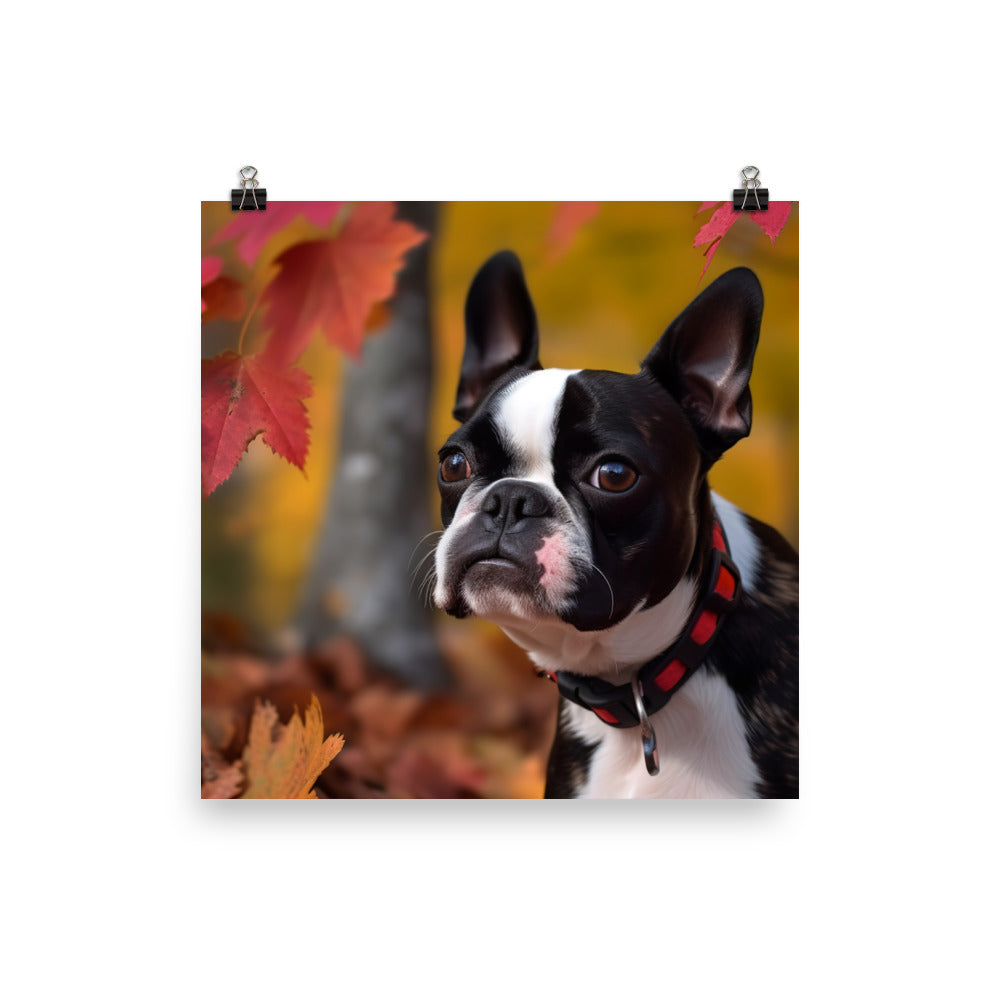 Boston Terrier with Fall Colors Photo paper poster - PosterfyAI.com