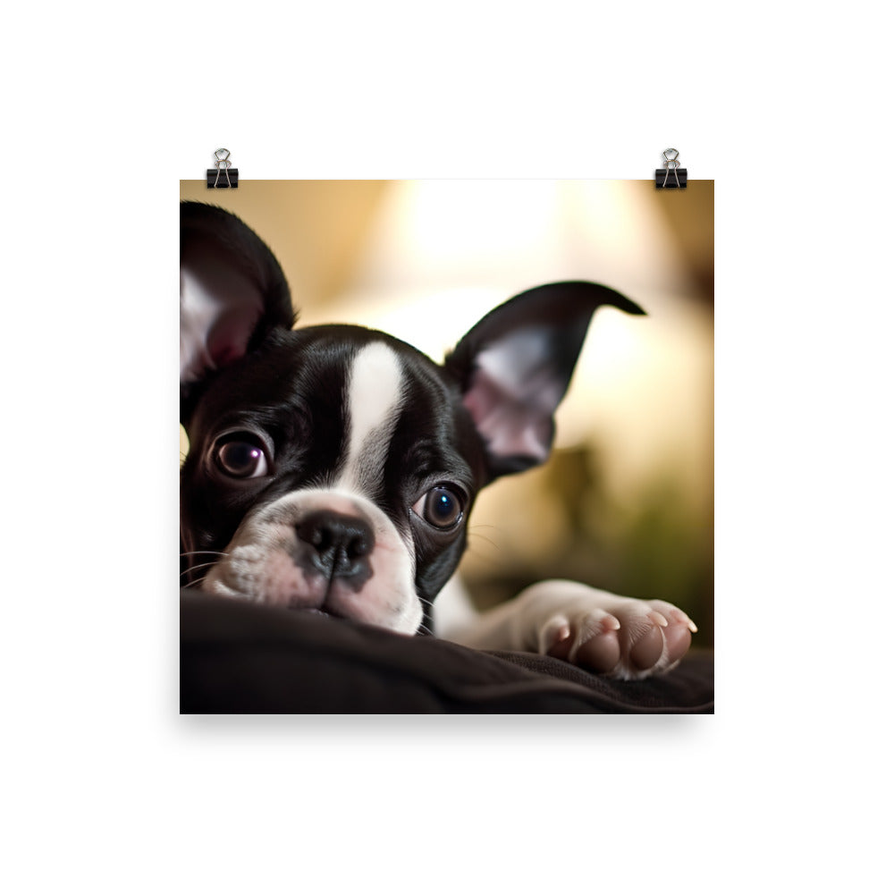 Boston Terrier Pup at Home Photo paper poster - PosterfyAI.com