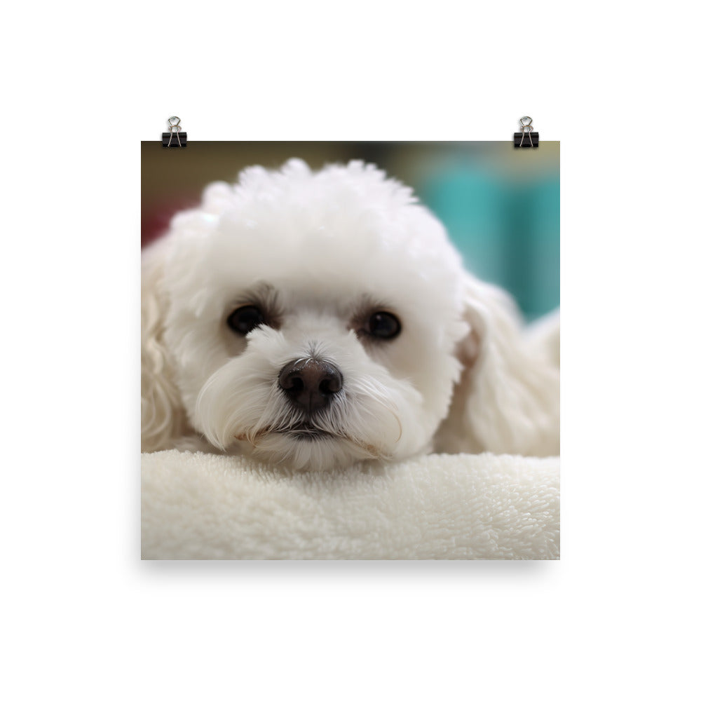 Bichon Frise in a Spa Photo paper poster - PosterfyAI.com