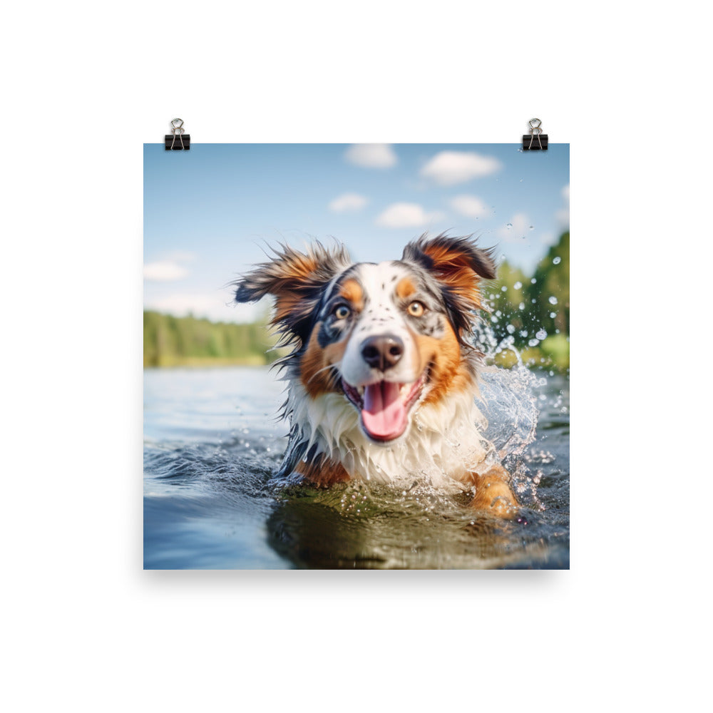Australian Shepherd playing Photo paper poster - PosterfyAI.com