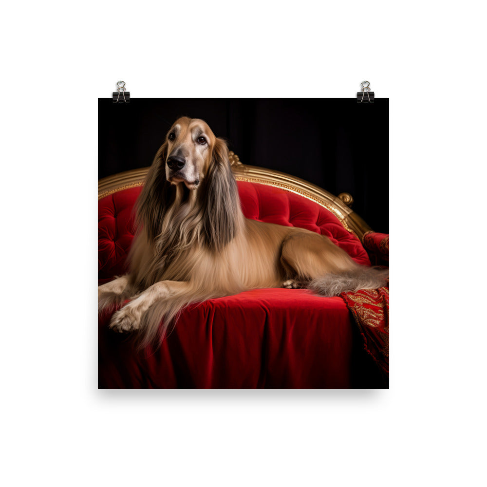 Afghan Hound in a regal pose Photo paper poster - PosterfyAI.com