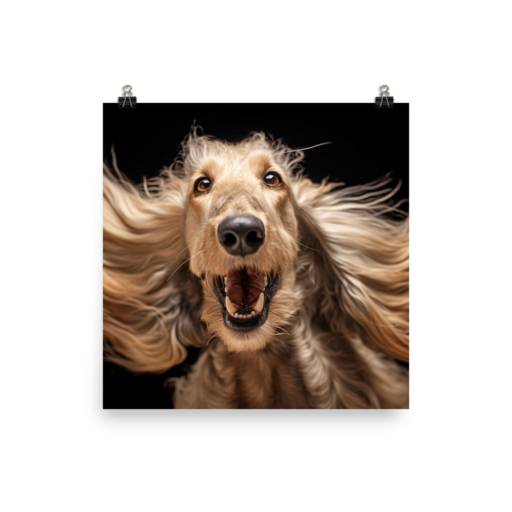 Afghan Hound in a playful mood Photo paper poster - PosterfyAI.com