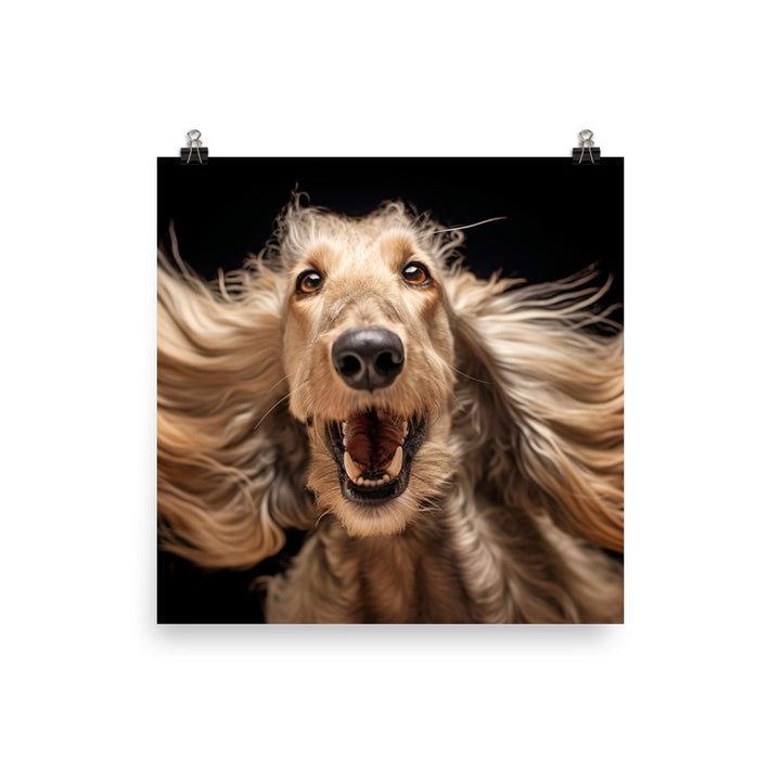Afghan Hound in a playful mood Photo paper poster - PosterfyAI.com
