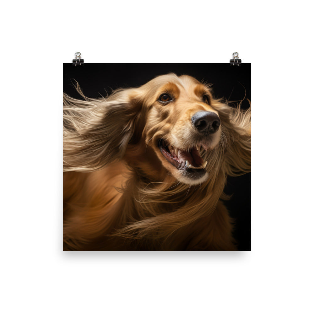Afghan Hound in a playful mood Photo paper poster - PosterfyAI.com