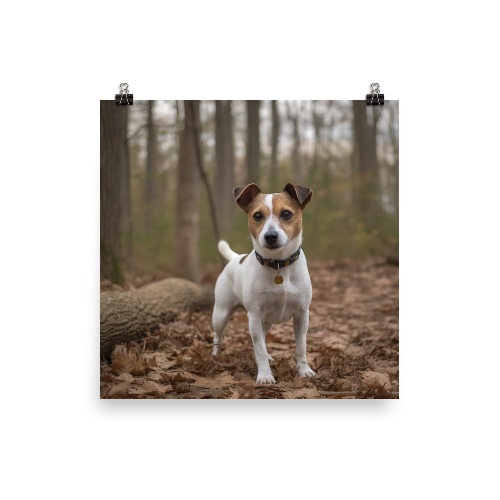 Adorable Jack Russell Terrier Posing for Camera Photo paper poster - PosterfyAI.com