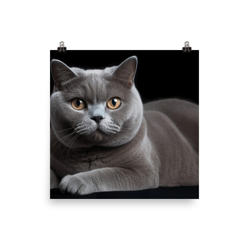 British Shorthair Cat Posing photo paper poster - Posterfy.AI
