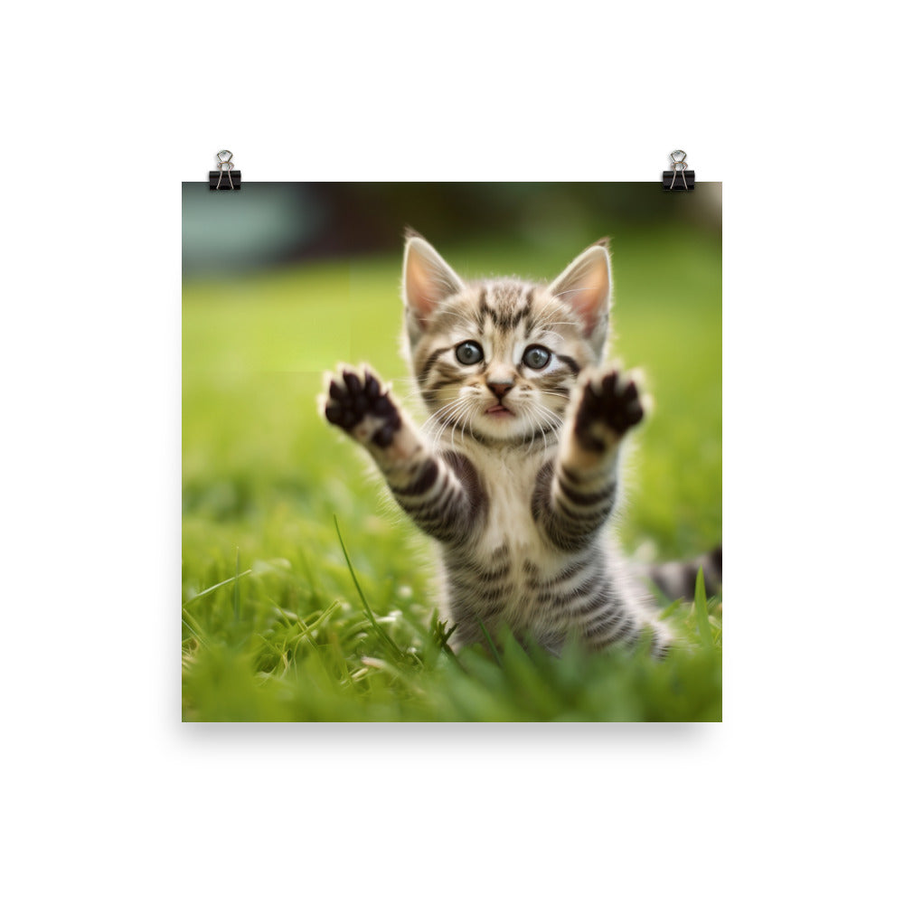 American Shorthair Kitten photo paper poster - Posterfy.AI