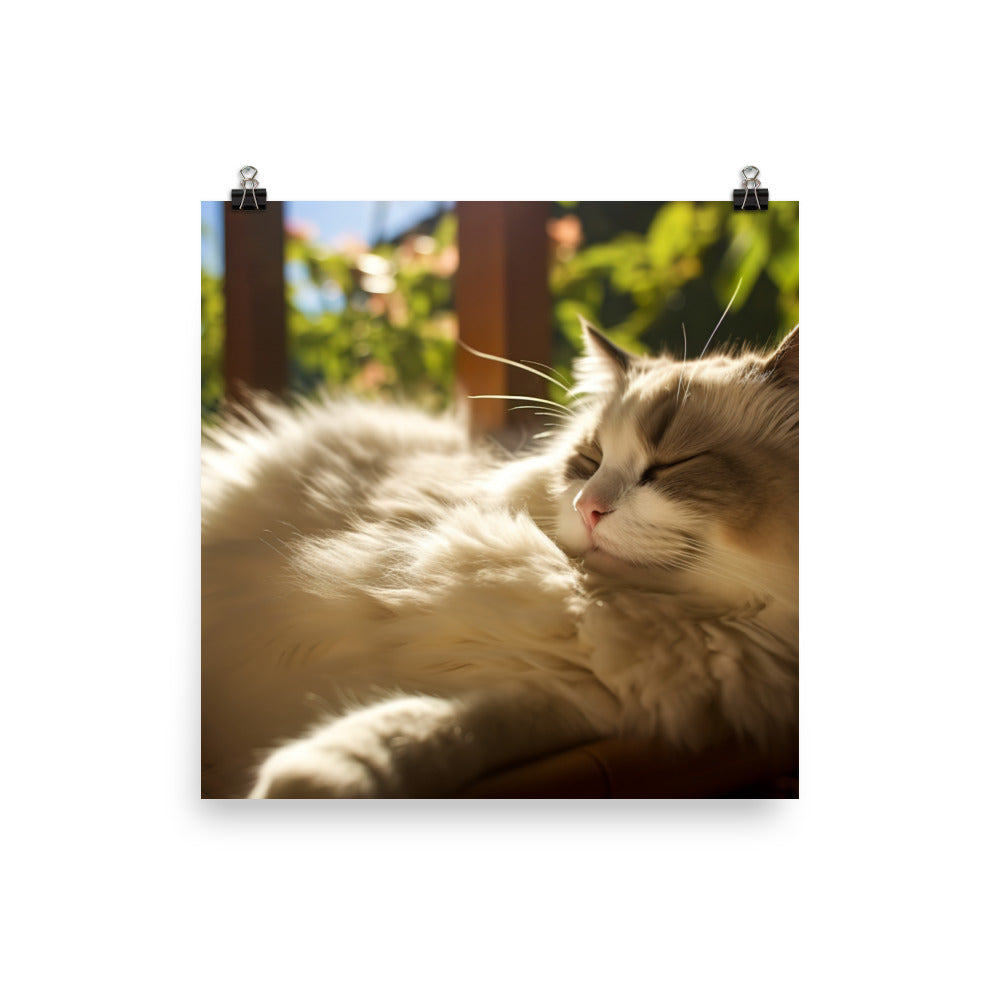 Ragdoll Cat Enjoying photo paper poster - Posterfy.AI