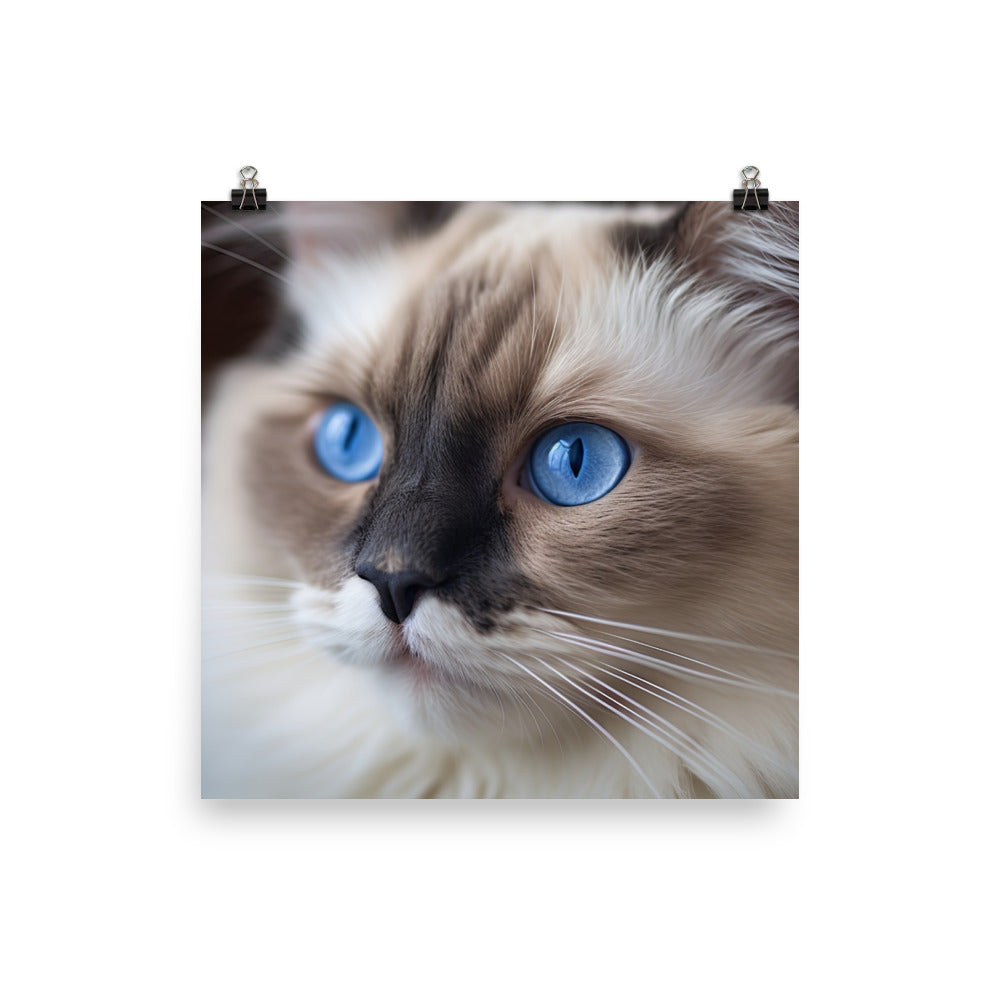 Captivating Ragdoll Cat photo paper poster - Posterfy.AI