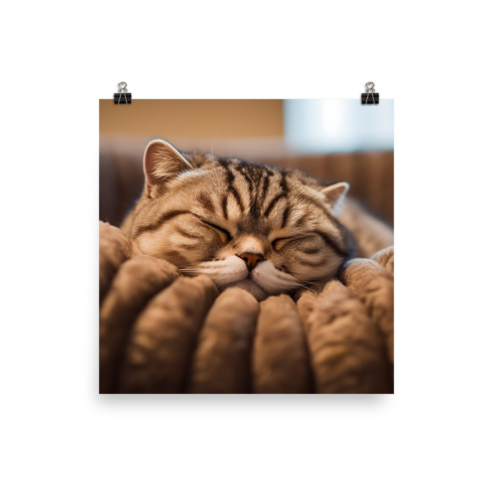 Serenity of a Scottish Fold photo paper poster - Posterfy.AI