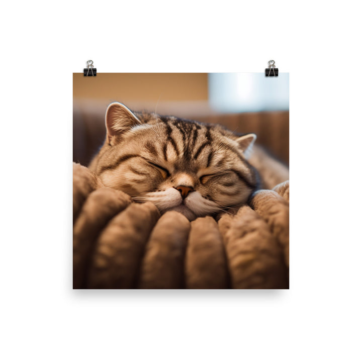 Serenity of a Scottish Fold photo paper poster - Posterfy.AI