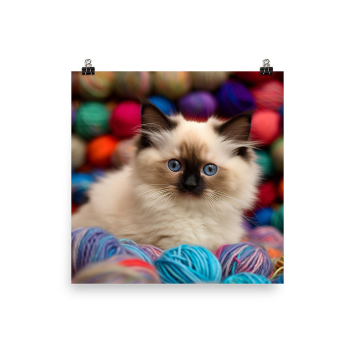 Birman Playtime photo paper poster - Posterfy.AI