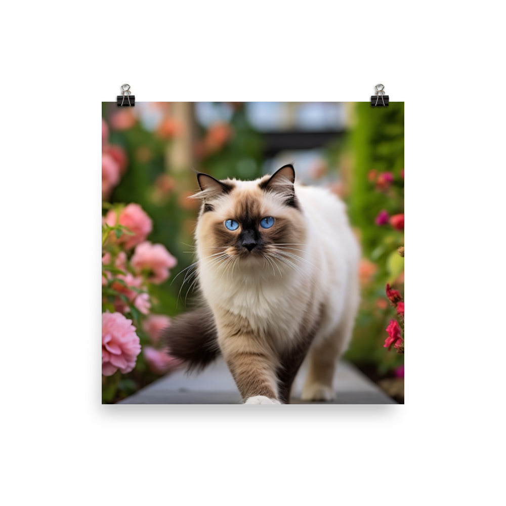 Birman in the Garden photo paper poster - Posterfy.AI