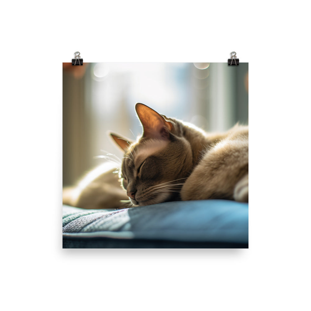 Burmese in Repose photo paper poster - Posterfy.AI