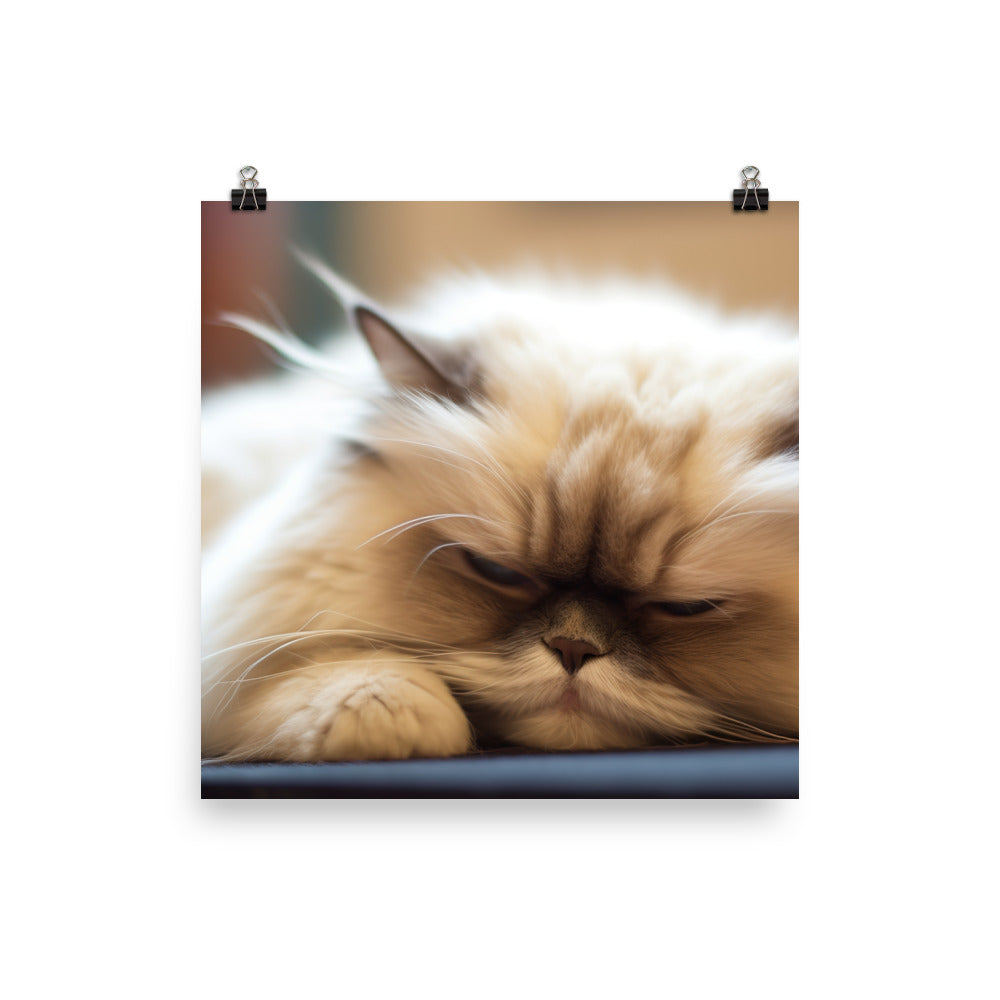 Himalayan Cats Self Care Routine photo paper poster - Posterfy.AI