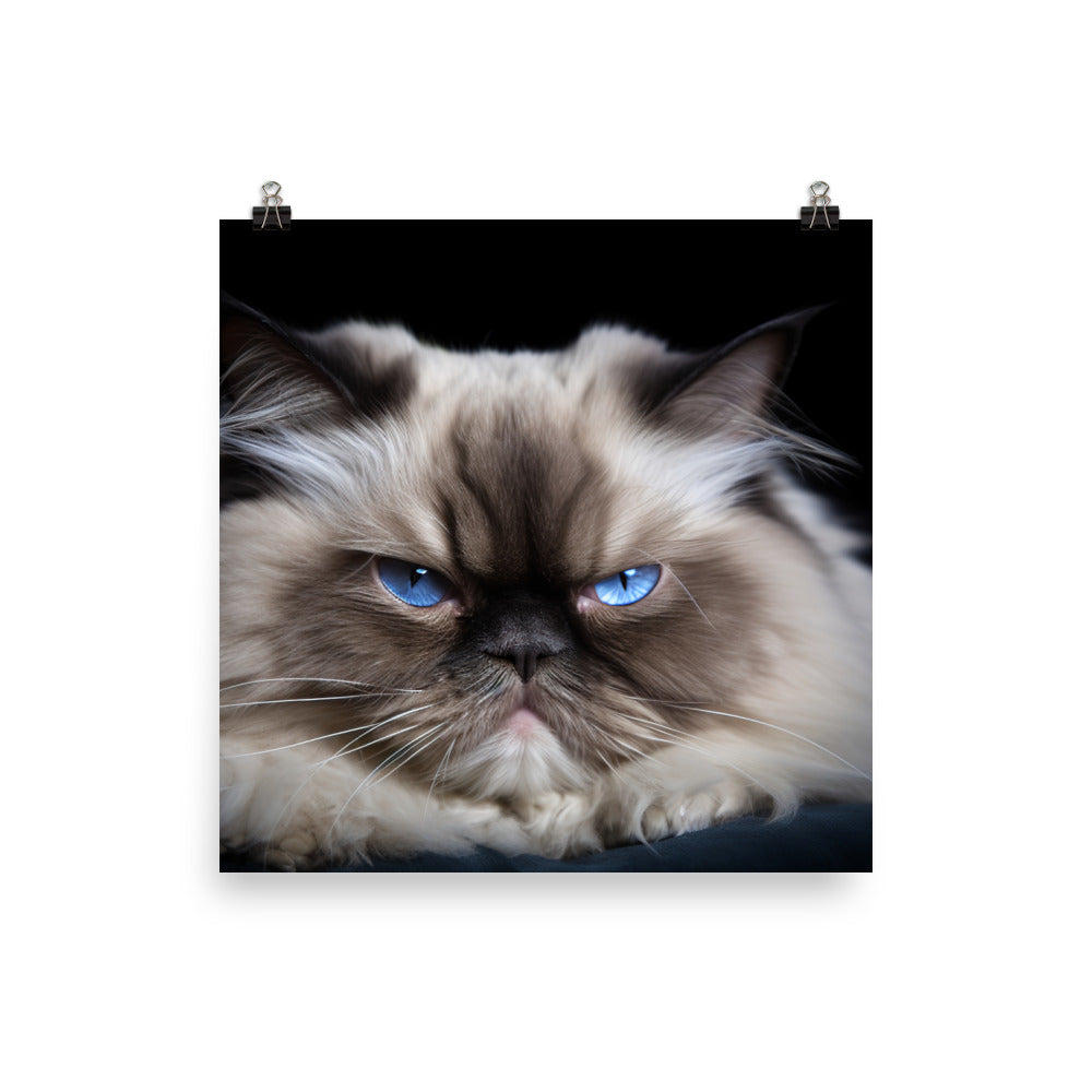 Himalayan Cats Regal Stare photo paper poster - Posterfy.AI