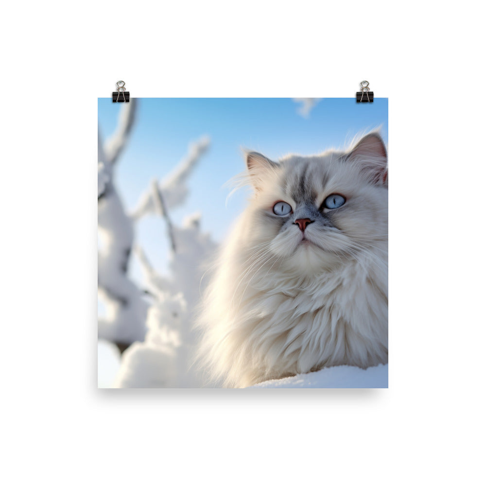 Himalayan Cat in Winter photo paper poster - Posterfy.AI