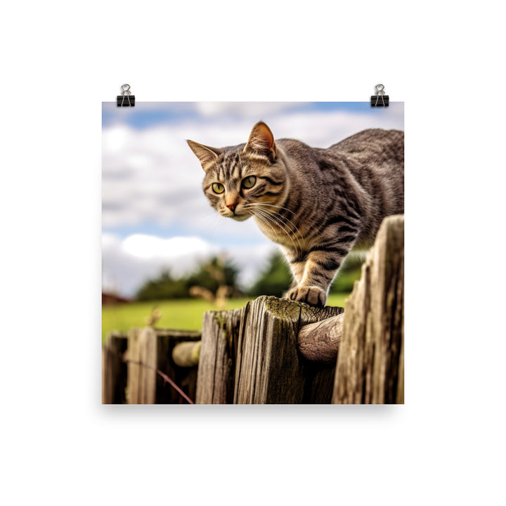 Adventurous Manx photo paper poster - Posterfy.AI