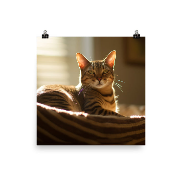 Ocicat Lounging photo paper poster - Posterfy.AI