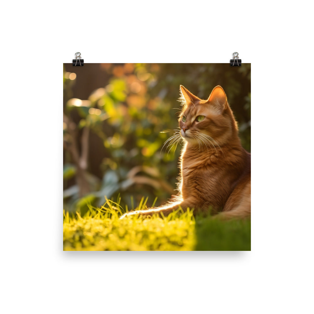 Graceful Somali Cat photo paper poster - Posterfy.AI