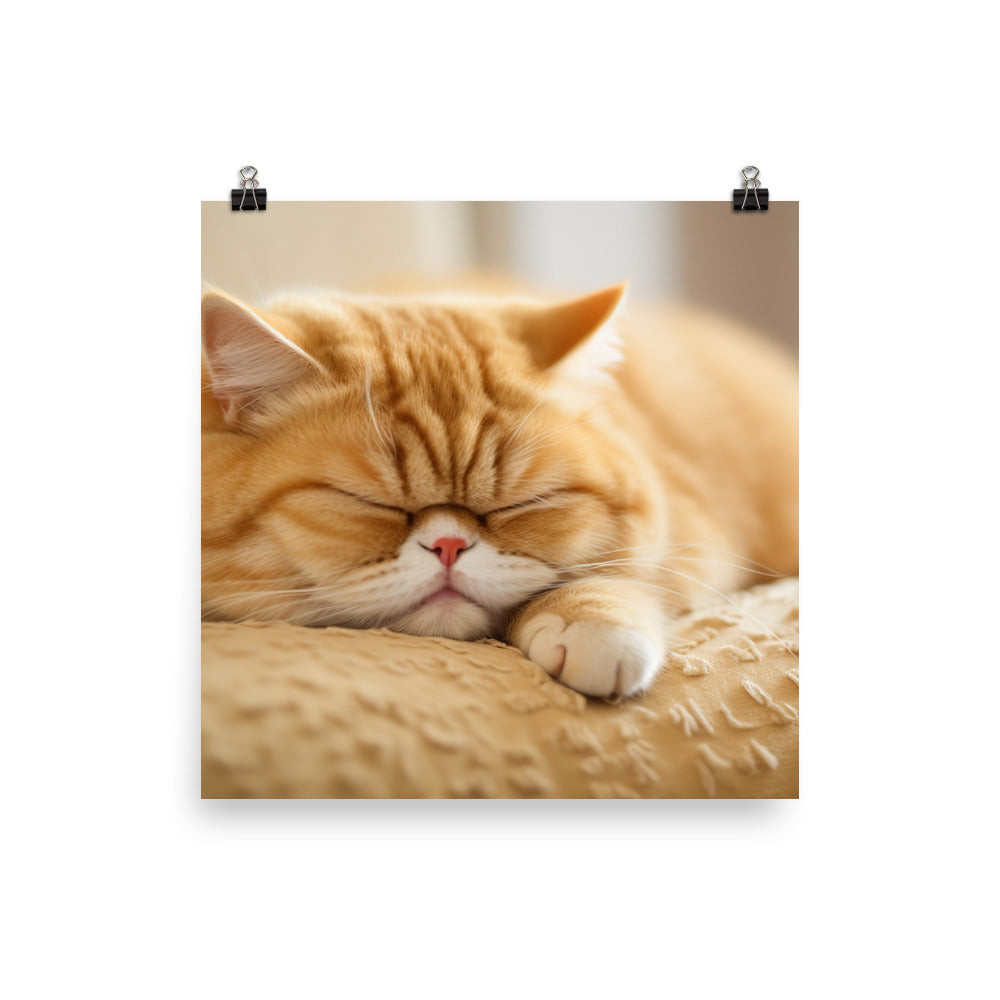 Exotic Shorthair Cat Taking a Nap photo paper poster - Posterfy.AI