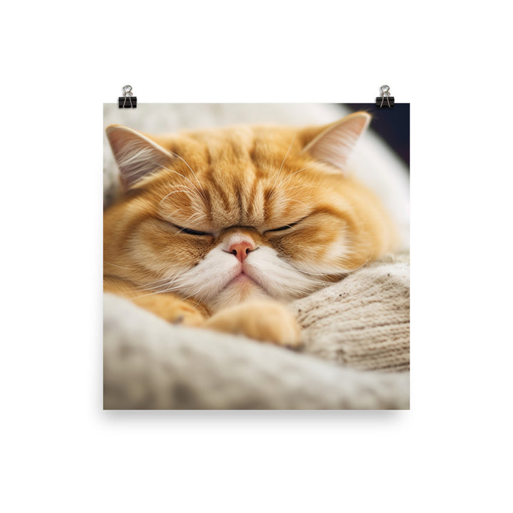 Exotic Shorthair Cat on a Lap photo paper poster - Posterfy.AI