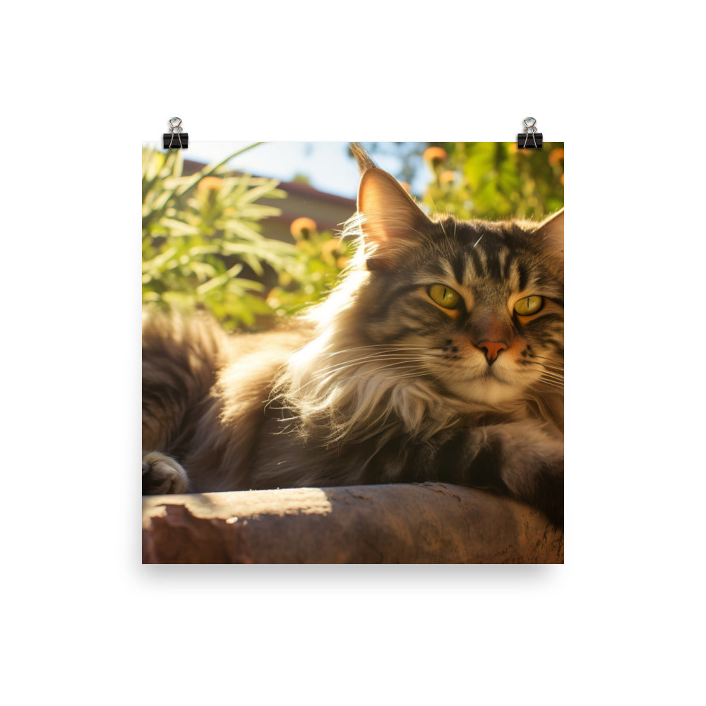 Maine Coon lounging photo paper poster - Posterfy.AI