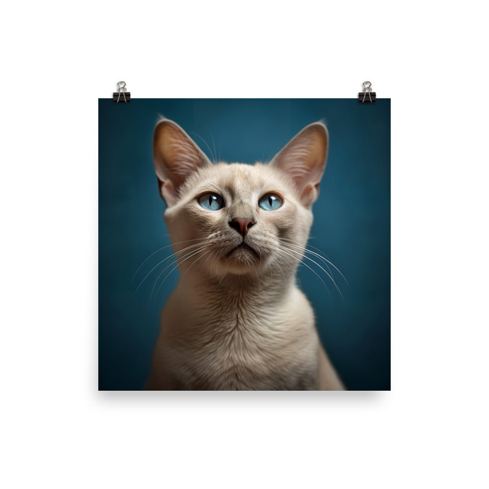 Charm of Tonkinese Kitten Photo paper poster - PosterfyAI.com