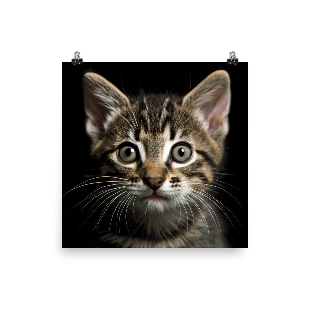 Manx Kitten Photo paper poster - PosterfyAI.com