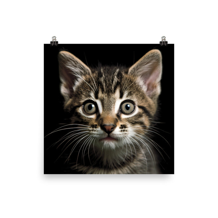 Manx Kitten Photo paper poster - PosterfyAI.com