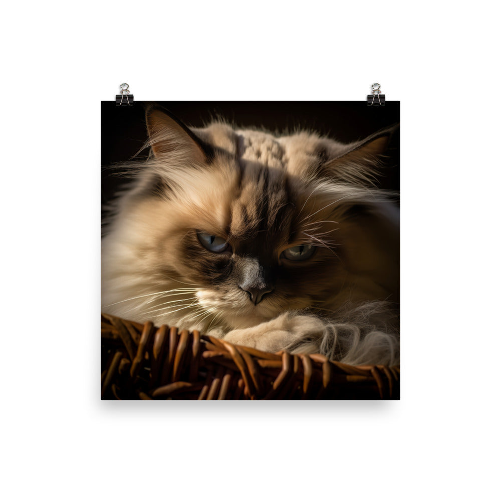 Luxurious Fur of Himalayan Cat Photo paper poster - PosterfyAI.com