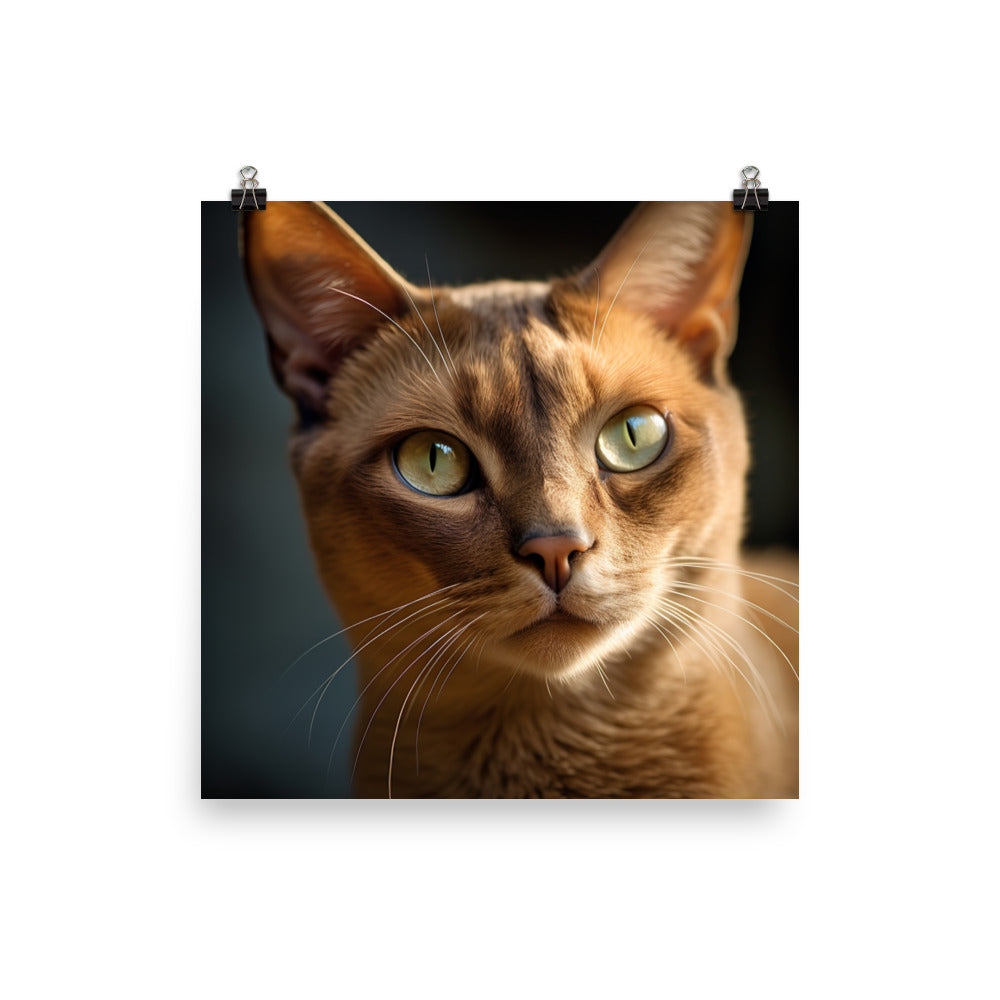 Elegance of Burmese Cat Photo paper poster - PosterfyAI.com
