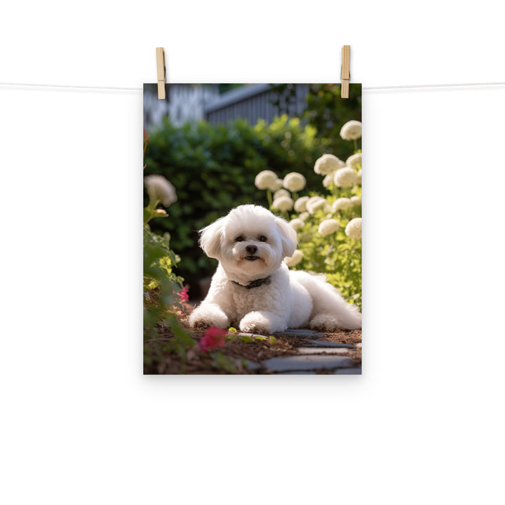 Bichon Frise Photo paper poster - PosterfyAI.com