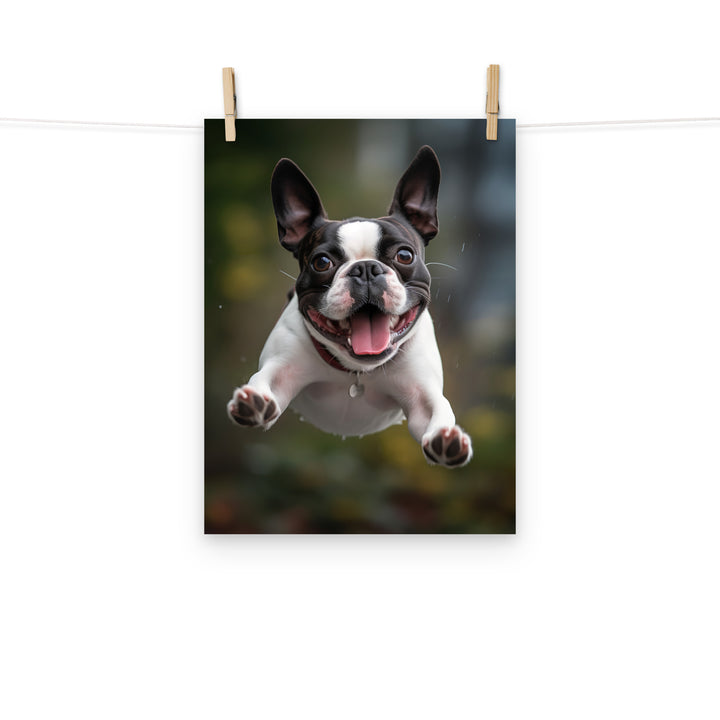 Boston Terrier Photo paper poster - PosterfyAI.com