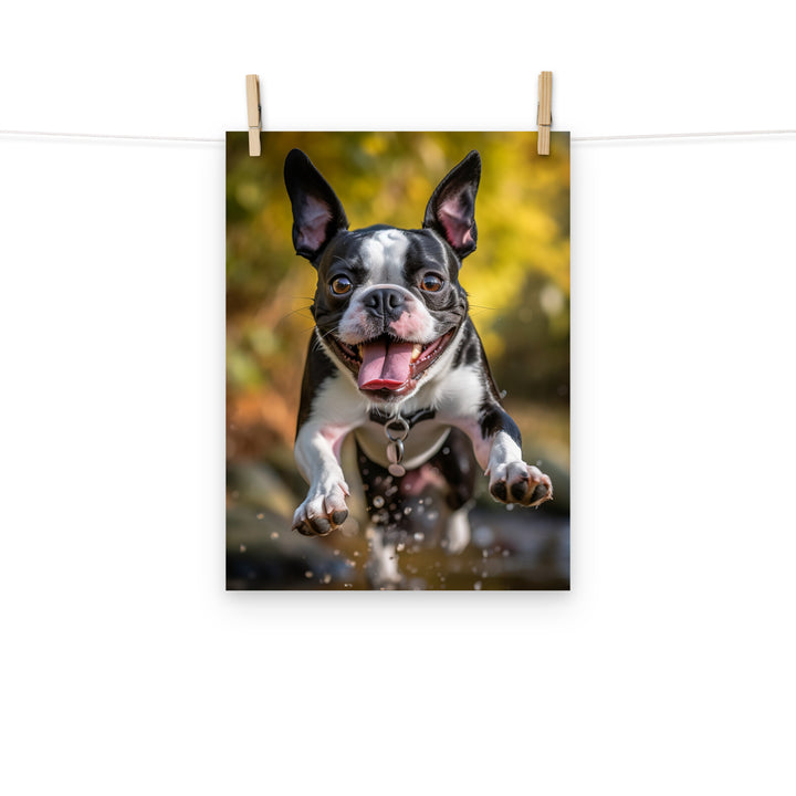 Boston Terrier Photo paper poster - PosterfyAI.com
