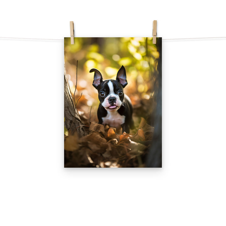 Boston Terrier Photo paper poster - PosterfyAI.com
